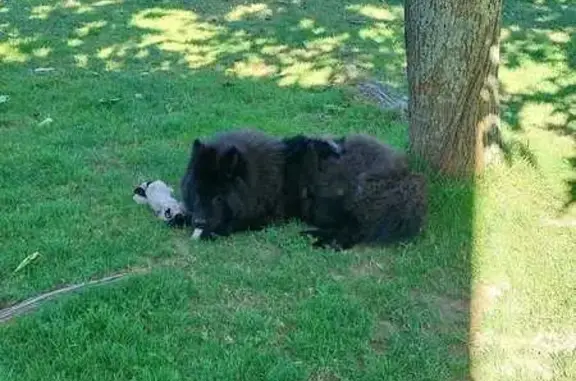 Chiot Eurasier perdu à Orée-d'Anjou - photo
