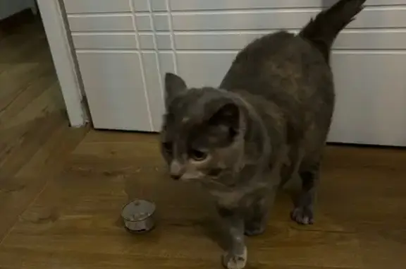 Chatte écaille diluée disparue à Cinq-Mars - photo