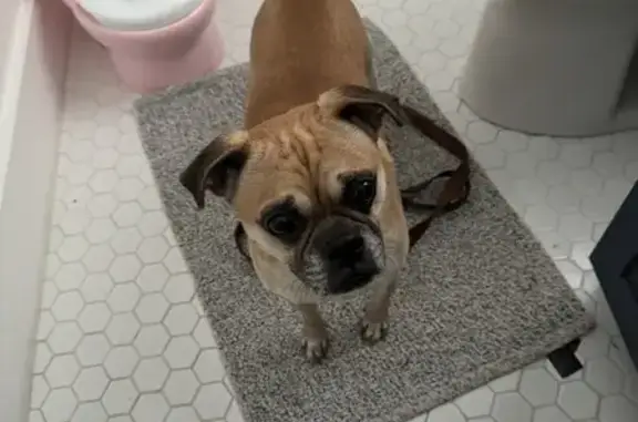 Found Male Pug in Ohio City - Chatham Ave