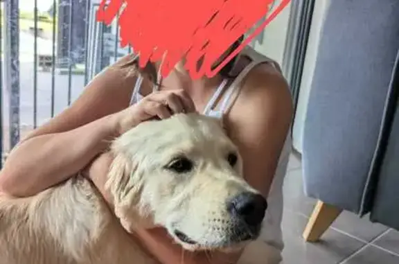 Chien perdu Uzein, photo : Chien perdu, collier rose, Route de Momas