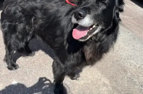 Chien noir trouvé à Marennes, Rue Clemenceau - photo