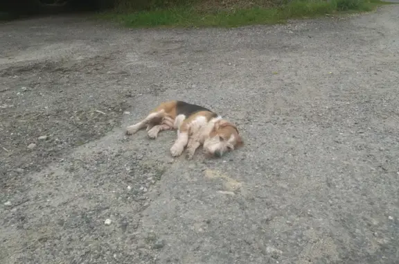 Chien trouvé , photo: Chien trouvé sur D229 à Plougar