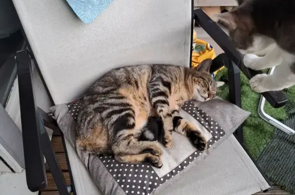 Animaux perdus Grenoble, photo: Chat européen tigré perdu à Grenoble