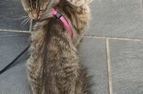 Chat perdu, Pacy-sur-Eure, photo: Chatte européenne perdue à Pacy-sur-Eure