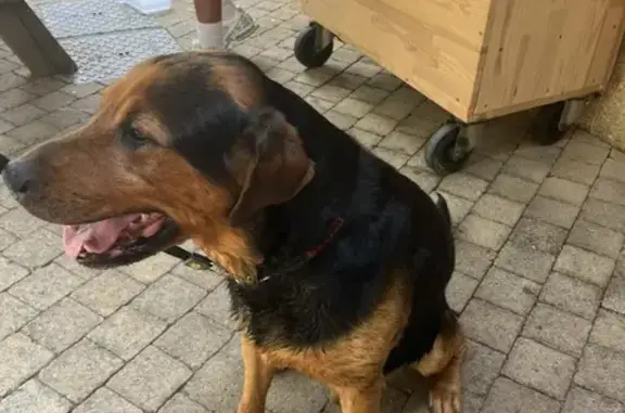 Chien trouvé Av. du Pont du Gard, Remoulins - photo
