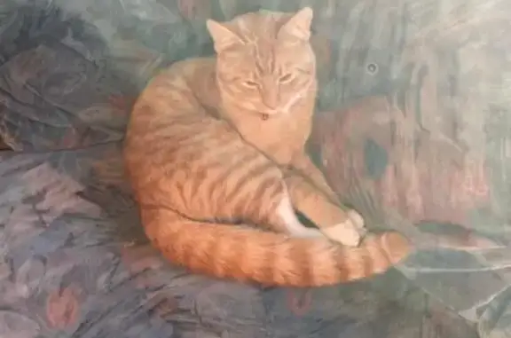 Lost Ginger Cat in Burgundy Estate