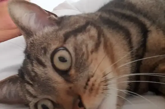 Chat tigré mâle perdu à Binic-Étables - photo
