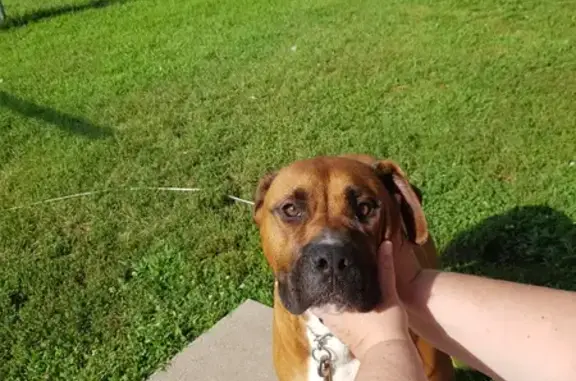 Found Large Brown Dog on 5th & 8th Ave SSP