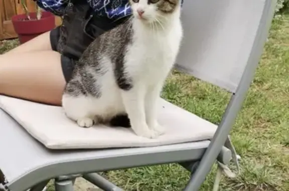 Chat trouvé à Latga, câline et sociable - photo