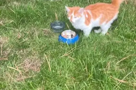 Chat mâle trouvé et soigné à Mennecy - photo