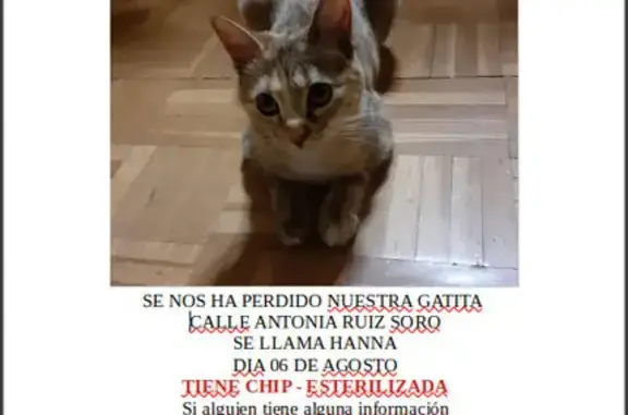 ¡Gata Perdida en Madrid! Rubia y Gris, Esterilizada