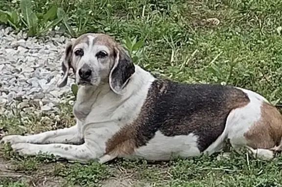 Lost Beagle: Female, White/Brown/Black, Berlin