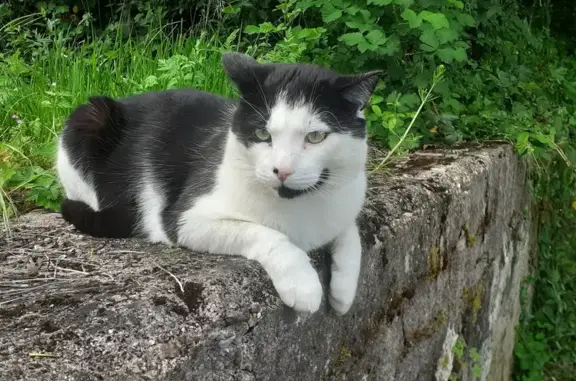 Animaux perdus , photo: Chat perdu à Nantilly : Skouky noir et blanc