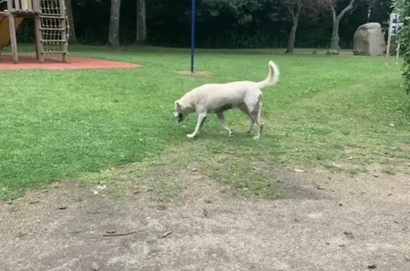 Chien croisé sociable trouvé à Lanvollon - photo