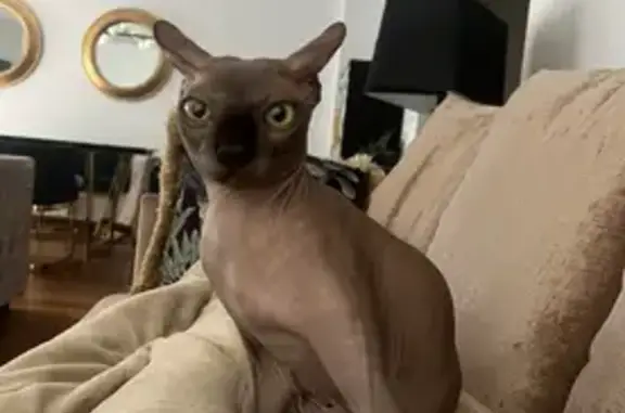 ¡Gato Sphynx Gris Perdido en Campello!