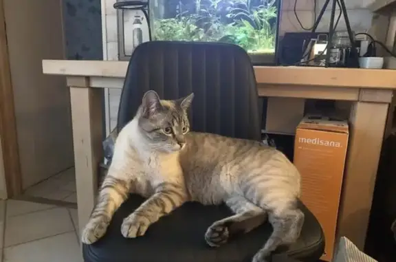 Animaux perdus Ligné, photo: Chat tigré perdu à Ligné : Usky, 1,5 an