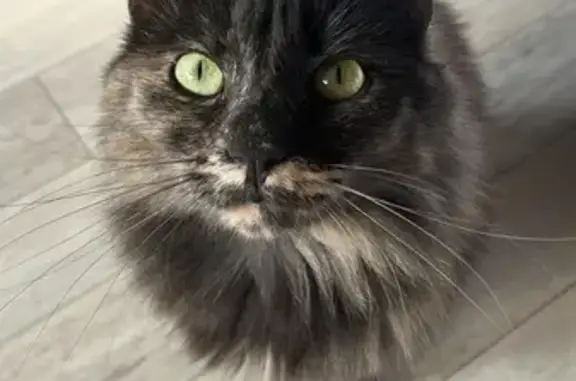 Chat perdu, Meaux, photo: Chat perdu : Kiara, écaille de tortue, Meaux