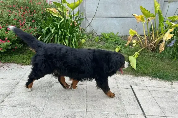 Bouvier bernois mâle trouvé à Saint-Lunaire - photo