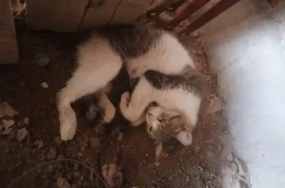 Rescate de Gatos en Obra: Mamá...