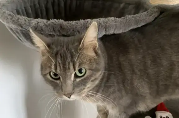 Animaux perdus , photo: Chat tigré gris perdu à Cherveix-Cubas
