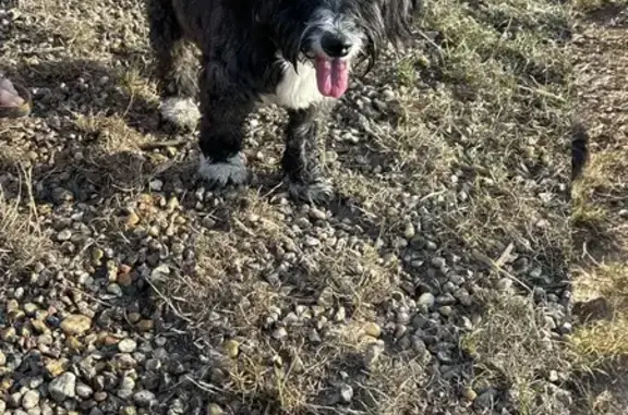 Chien retrouvé à Fronsac, collier bleu - photo