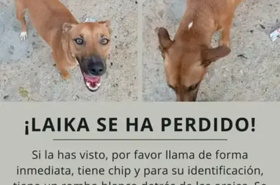 Perro Perdido: Hembra Marrón con Mancha Blanca en Viladecavalls