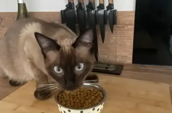 Chat perdu, Cusset, photo: Chat siamois peureux disparu à Cusset