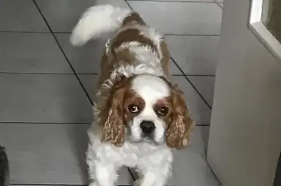 Chien perdu à Beauzelle: Cavalier King Charles - photo