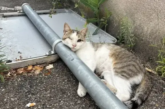 Chat errant en détresse à Maxéville - photo