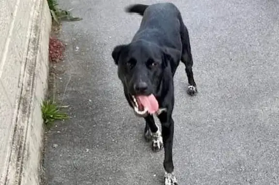 Jeune chien noir trouvé à Flines-lez-Raches - photo
