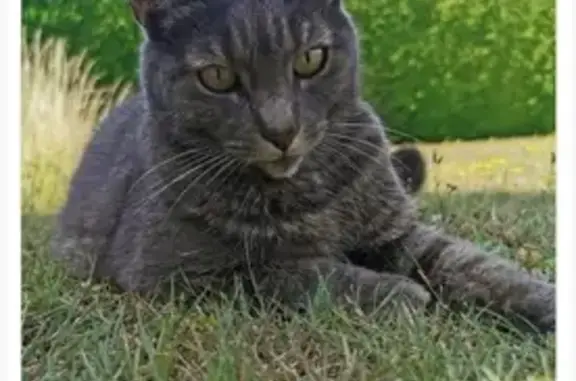 Animaux perdus , photo: Chatte grise aux yeux verts disparue