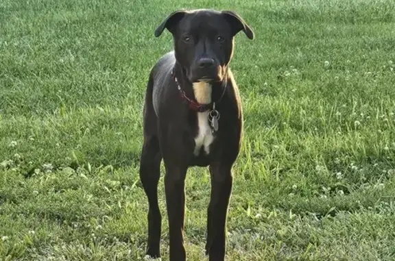 Missing Black Lab-Boxer Mix on Healy Rd