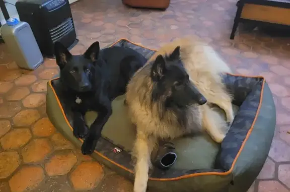 Deux chiens perdus à Montigny-sur-Loing - photo