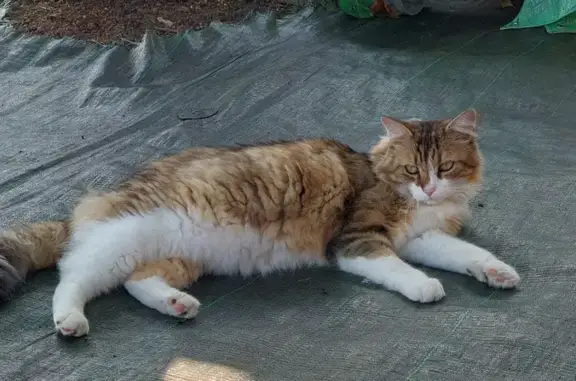 Animaux perdus Montceau-les-Mines, photo: Chat tigré Mimi perdu à Montceau-les-Mines