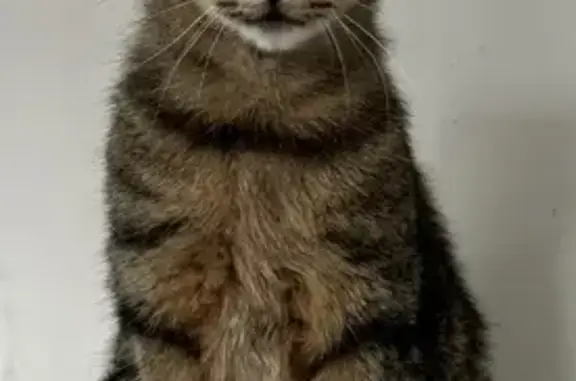 Chat perdu, Saint-Brice-en-Coglès, photo: Chat tigré gris perdu, Rue du Chêne Vert