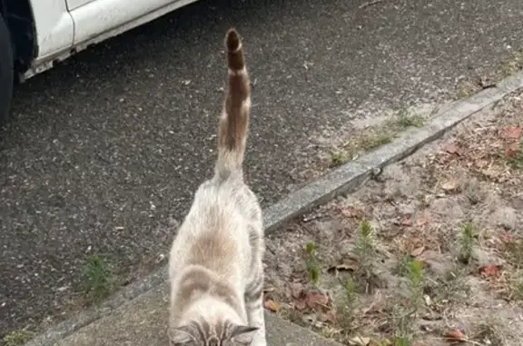 Chat mâle gris trouvé à Aureilhan (40) - photo