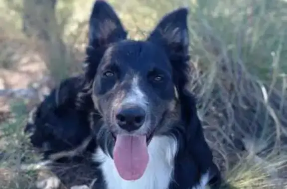 Perro perdido en Barcheta: Pancho, mestizo border collie