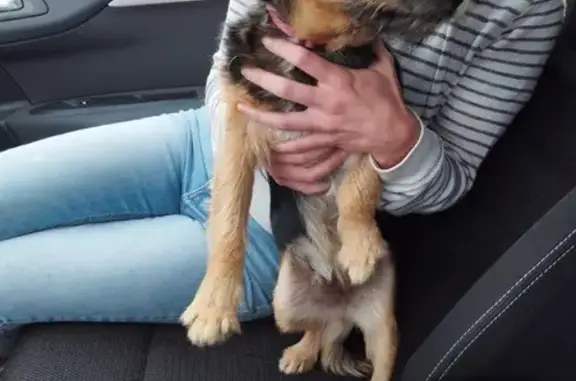 Chien trouvé Louannec, photo: Chienne Border Terrier trouvée à Louannec