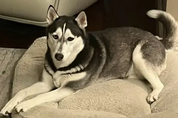 Lost Siberian Husky on Fritsche Rd, Cypress