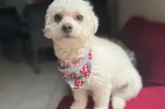 French Poodle Blanca Perdida en Cancún