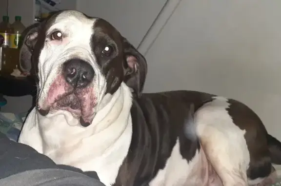 Missing: Black & White Bulldog, Hobsons Bay