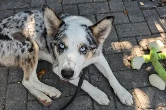 Friendly Dog Found with Red Collar in Indy