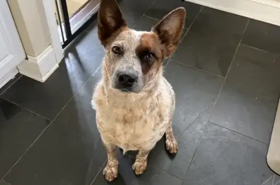 Missing Red & White Australian Cattle Dog