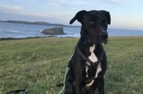 Lost Dog: Black with White Markings, Fremantle