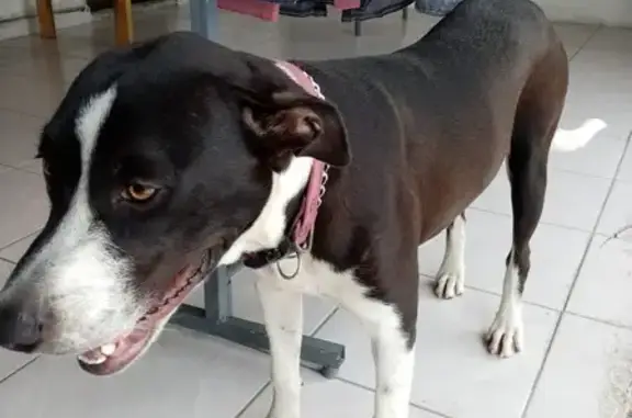 Perra Esterilizada Encontrada en Cancún - Tienda de Ropa