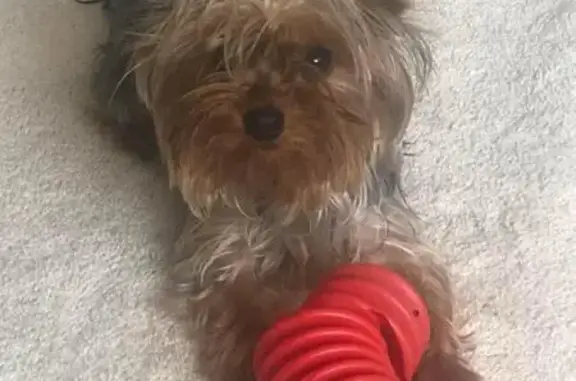 Lost Male Yorkie: Tan, Red & Gray in Salinas