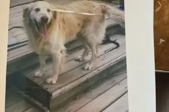 Lost Male Cream Golden Retriever in Compton