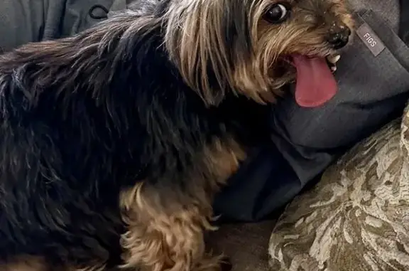 Lost Yorkie: 10-Year-Old Female on Windcrest