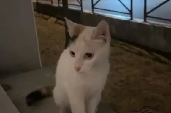 Chat trouvé à Labenne, Avenue de Gaulle - photo