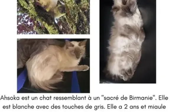 Chat perdu à Figeac : Sacré de Birmanie - photo